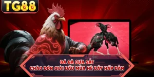 Đá Gà Cựa Sắt - Chào Đón Giải Đấu Mùa Hè Đầy Hấp Dẫn