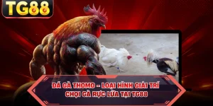 Đá Gà Thomo - Loại Hình Giải Trí Chọi Gà Rực Lửa Tại TG88