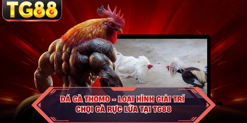 Đá Gà Thomo - Loại Hình Giải Trí Chọi Gà Rực Lửa Tại TG88