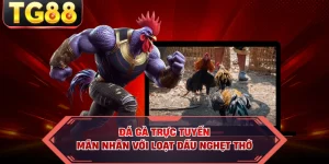 Đá Gà Trực Tuyến - Mãn Nhãn Với Loạt Đấu Nghẹt Thở